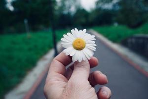 Hand hält eine schöne Blume in der Frühlingssaison foto