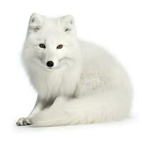 Arktis Fuchs isoliert auf Weiß Hintergrund, generieren ai foto