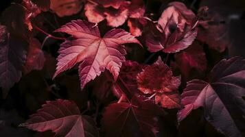 Wein rot Herbst Blätter Textur, fallen Natur Hintergrund, generieren ai foto