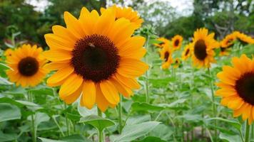 schöne Sonnenblumen, die im Garten blühen foto