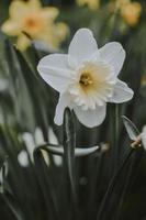 flache Fokusfotografie der weißen Blume foto