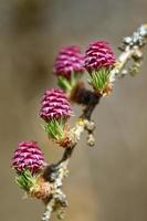 junge Pollenzapfen des Lärchenbaums im Frühjahr foto