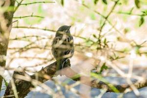 Spatz in Neuseeland foto