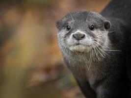 asiatischer kleiner Krallenotter foto