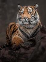 Porträt des Sumatra-Tigers foto