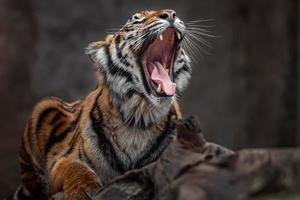 Porträt des Sumatra-Tigers foto