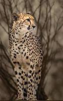 Porträt des Geparden foto