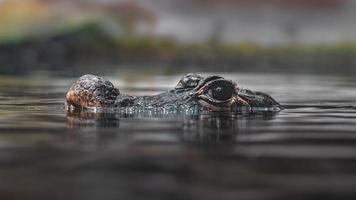 Zwergkrokodil im Wasser foto