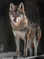 Porträt des eurasischen Wolfes