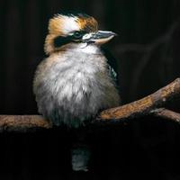 Porträt des Lachens Kookaburra foto