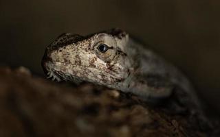 Porträt der braunen Anole foto