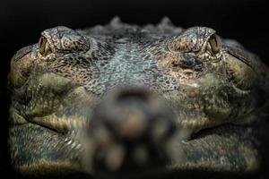 Porträt von Gharial foto