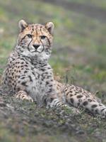 Porträt des Geparden foto