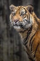 Porträt des Sumatra-Tigers