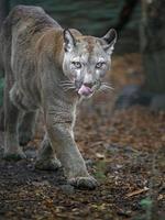 Puma im Zoo foto