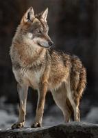 Porträt des eurasischen Wolfes