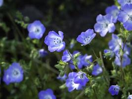 babyblaue Augen nemophila menziesii schöne Grenzpflanze, die Nahaufnahme mit selektivem Fokus blüht foto