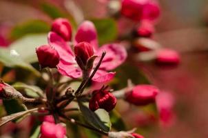 rote Blüten des blühenden Apfelbaums im Frühjahr in den Sonnenstrahlen
