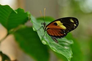 gestörter Tigerflügelschmetterling foto