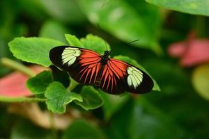 amerikanischer Briefträger Schmetterling foto