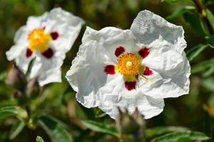 gefleckte weiße Steinrose foto