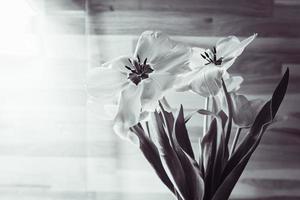 Makro-Nahaufnahme von Tulpen mit geöffneten Blütenblättern foto