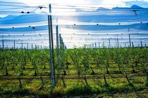 Apfelfarm bedeckt von Anti-Hagel-Netz am See Caldaro in Bozen, Italien foto
