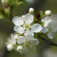 schön Blühen Bäume im Obstgarten, Kirsche Frühling Blumen, Weiß Blumen , erzeugen ai foto