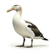 Albatros isoliert auf Weiß Hintergrund, generieren ai foto