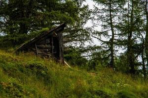 verlassene Hütte zwischen den Kiefern foto