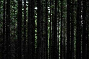 Karpaten-Naturwald auf grünen Hügeln in den Sommerbergen foto