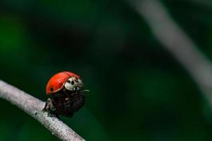 roter Marienkäfer mit schwarzen Augen im Makro auf Ast des Baumes foto