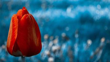 rote Tulpennahaufnahme auf blauem Hintergrund foto
