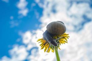 Makrofoto der kleinen Schnecke auf gelber Löwenzahnschnecke im grünen Gras nach Regen foto