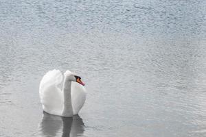 weißer Schwan schwimmt im See foto