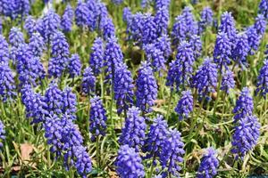 Frühlings- und Sommerblumen foto