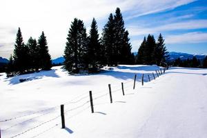 Kiefern und Schnee foto