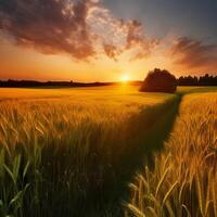 Weizen Feld beim das Sonnenuntergang ai generiert foto