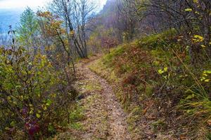 Weg im Wald foto