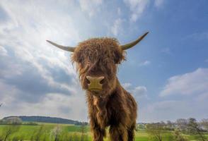 junges braunes schottisches Hochlandvieh auf einer Weide foto