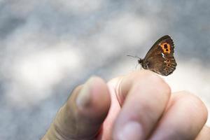 kleiner Schmetterling weißschwanziger Bergwaldmottenschmetterling sitzt auf der Hand foto