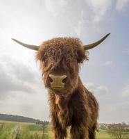 junges braunes schottisches Hochlandvieh auf einer Weide foto