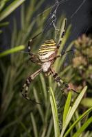 Eine große Wespenspinne frisst einen Käfer in einem Spinnennetz zwischen Wiesen foto