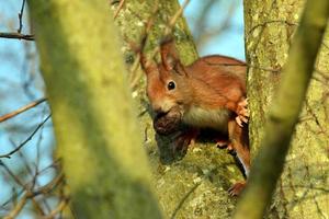 Eichhörnchen sitzt mit einer Nuss im Maul in einer Astgabel
