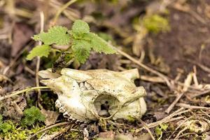 skelettierter Tierschädel ohne Hörner liegt mit einer grünen Pflanze auf dem Boden foto