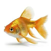 Goldfisch isoliert auf Weiß Hintergrund, generieren ai foto