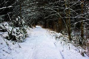 Fußspuren im Schnee im Wald