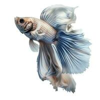 Siamese Kampf Fisch isoliert auf Weiß Hintergrund, generieren ai foto