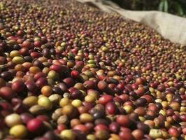 äthiopisch rot und Grün Kaffee Kirschen Lügen zu trocken im das Sonne. diese Prozess ist das natürlich Verfahren. gut zuria, Äthiopien, generieren ai foto