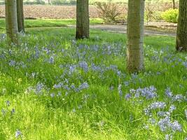 Glockenblumen blühen im Gras unter Baum Stämme foto